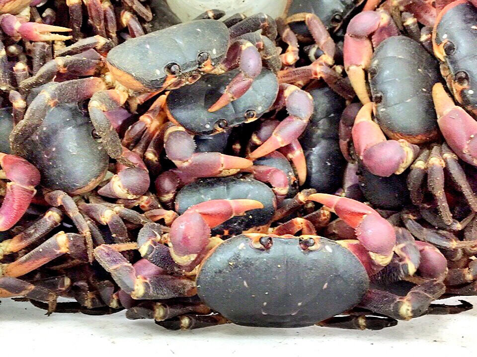 Vài năm gần đây, khi các loài cua dưới biển cạn kiệt dần và chất lượng thịt ngon không kém gì cua sống dưới biển nên cua dẹp Lý Sơn trở thành đặc sản, với giá bán tại đảo có thời điểm trên 800.000 đồng/kg. Ảnh: Haisantuoisachbienhoa