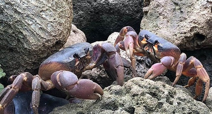 Cua dẹp (còn gọi cua đá) là đặc sản quý hiếm ở Lý Sơn (Quảng Ngãi). Loại cua này sống ở khu vực có hang, hốc đá ven bờ trên đảo. Ảnh: Dân Việt