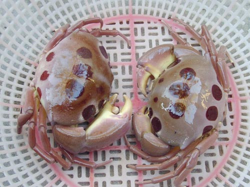 Cua mặt trăng được nhiều người săn lùng bởi thịt rất săn chắc, nhiều đạm và thơm, ngon đến kỳ lạ. Ảnh; Dân Việt