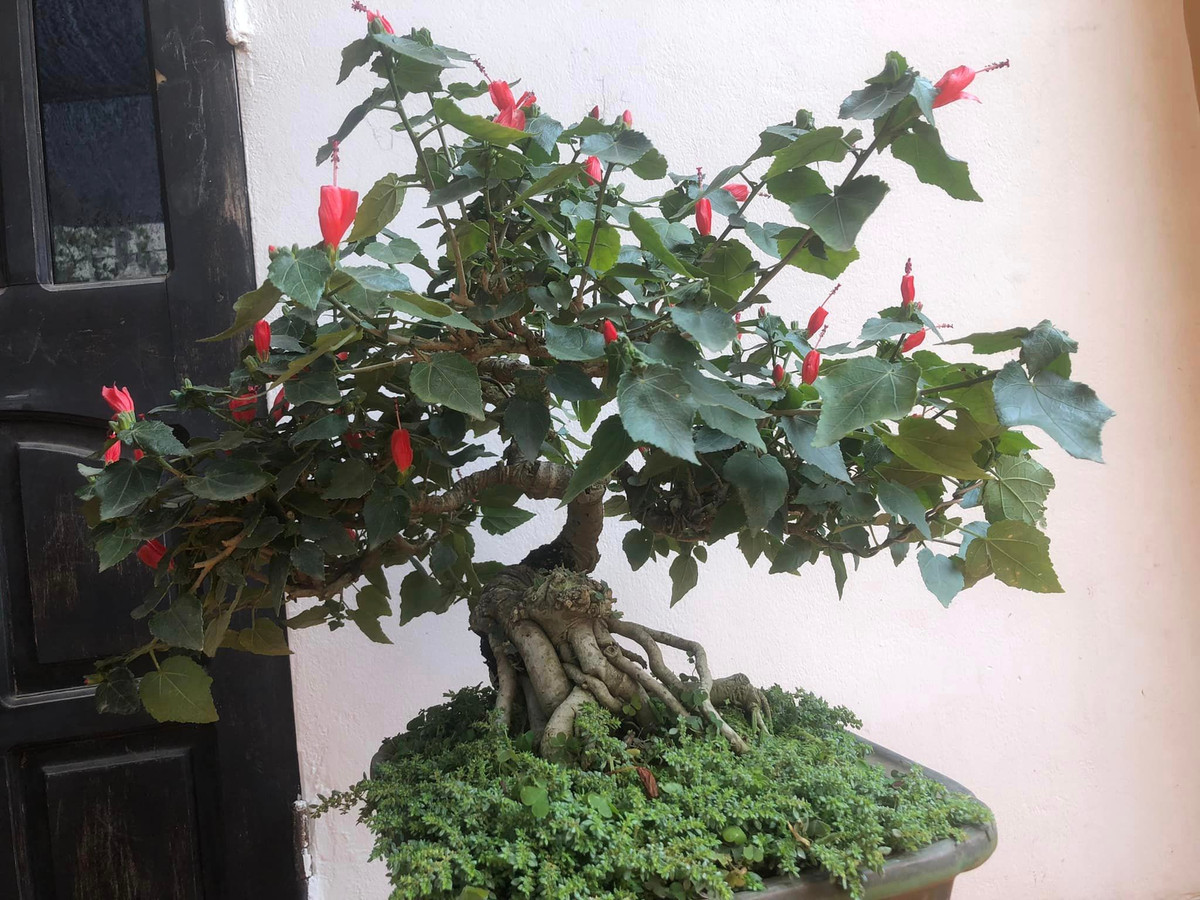 Trên thị trường, những gốc dâm bụt to, nhiều hoa, đặt trong chậu có giá khoảng 1 triệu đồng. Ảnh: Facebook