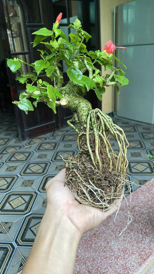 Trên mạng, nhiều diễn đàn mua - bán bonsai dâm bụt được lập ra. Đây là nơi những người yêu cây cảnh khoe chậu dâm bụt tự tay tạo dáng. Ảnh: Facebook
