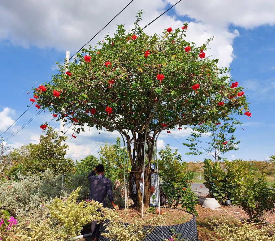 Tại nhiều tỉnh miền Tây, nghề trồng hoa dâm bụt bonsai nở rộ. Đơn cử như ông Nguyễn Văn Út - chủ Cơ sở hoa kiểng Hưng Lợi (tại Vành đai ĐT848, xã Tân Khánh Đông, TP.Sa Đéc, Đồng Tháp) sở hữu siêu phẩm dâm bụt cổ thụ 60 năm tuổi. Ảnh: Baovinhlong