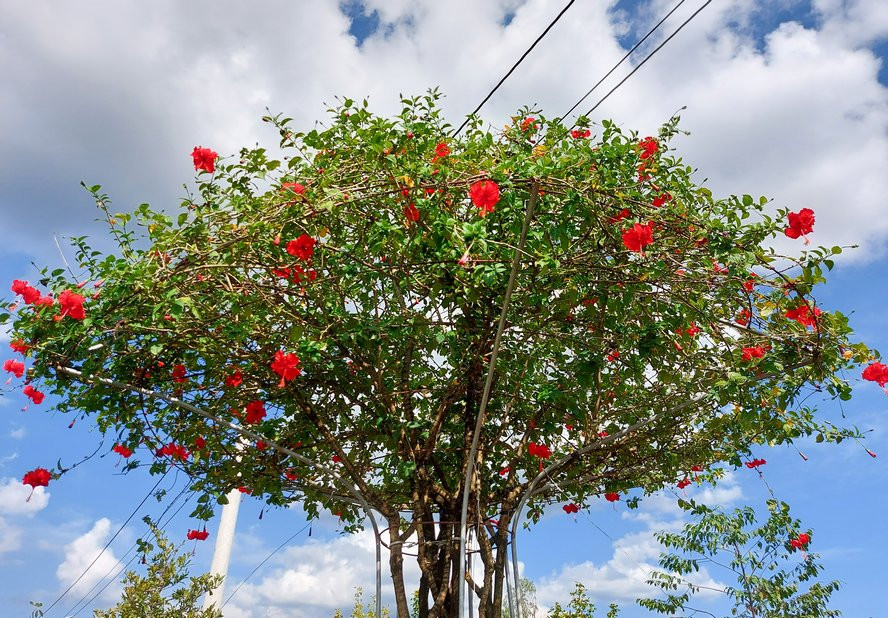 Tác phẩm dâm bụt từng được khách trả 100 triệu nhưng ông Út không đồng ý bán. Ảnh: Baovinhlong
