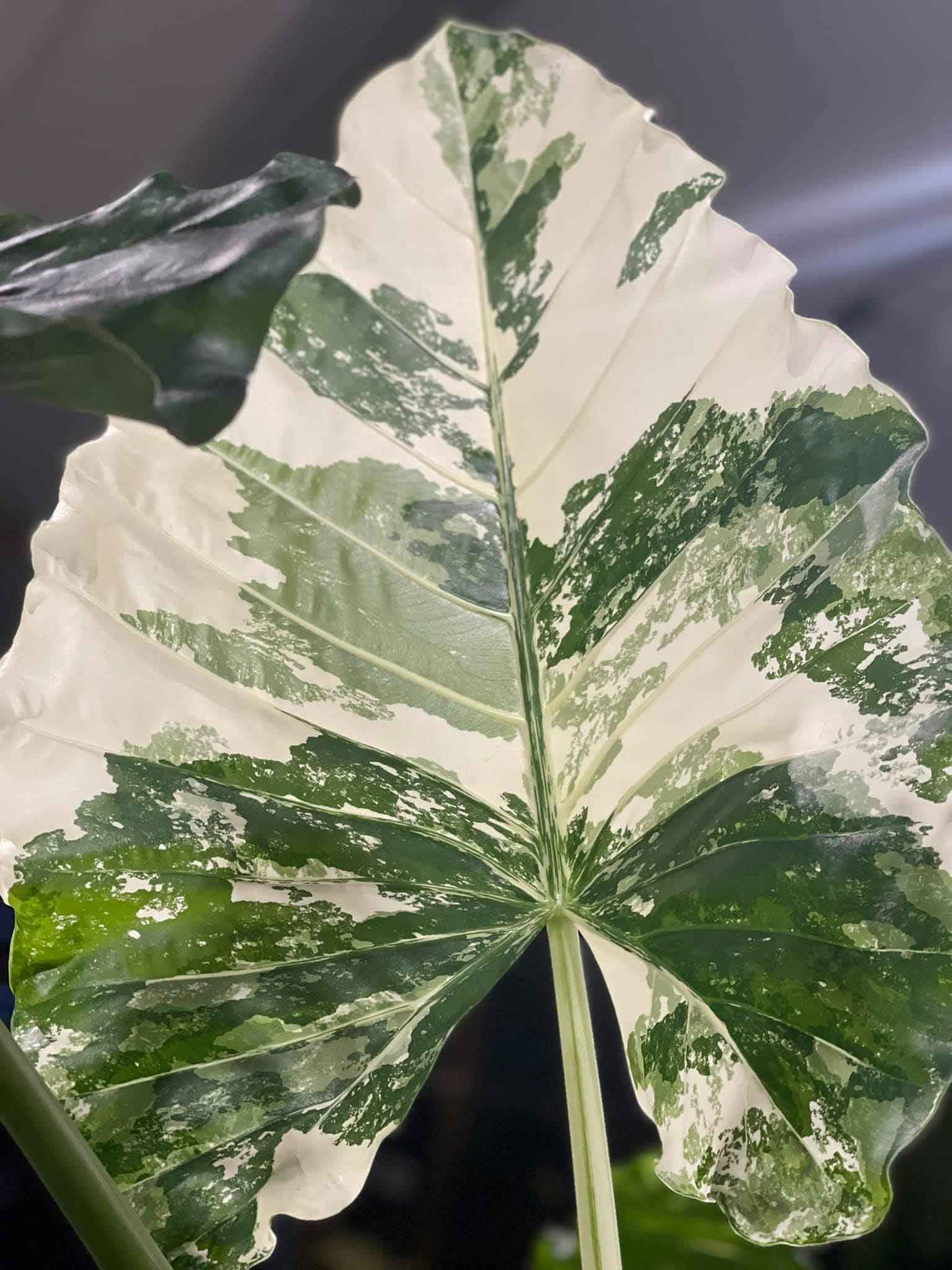 Ngoài những cây lá xanh mướt, trong vườn nhà Khánh Thi - Phan Hiển còn có dòng cây đột biến, lá màu sắc đẹp và độc lạ.