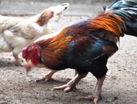 Là giống gà đẹp mã, khi trưởng thành gà Hồ khoác trên mình đủ 5 sắc màu đại diện cho thuyết ngũ hành của người phương Đông là: Kim, Mộc, Thủy, Hỏa, Thổ. Ảnh: Trai giong Thu Ha