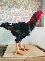 Trong khi đó, gà giống bóc trứng dao động từ 120.000 - 150.000 đồng/con. Ảnh: Facebook