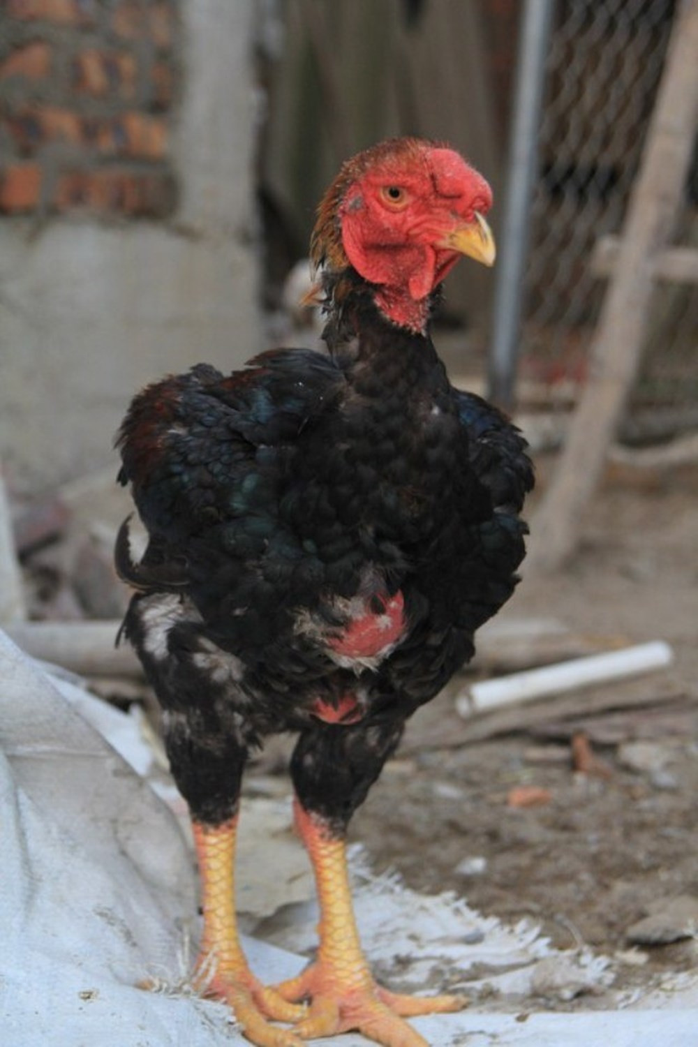 Gà Hồ thương phẩm giá dao động từ 400.000 - 500.000 đồng/kg. Gà có cân nặng từ 5 - 6 kg, giá từ 500.000 đồng trở lên. Ảnh: Facebook