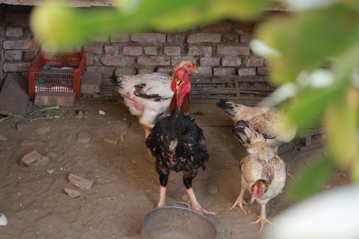 Vào dịp Tết, gà Hồ thường xuyên trong tình trạng "cháy hàng" vì nhu cầu mua tăng cao. Ảnh: Công Luận