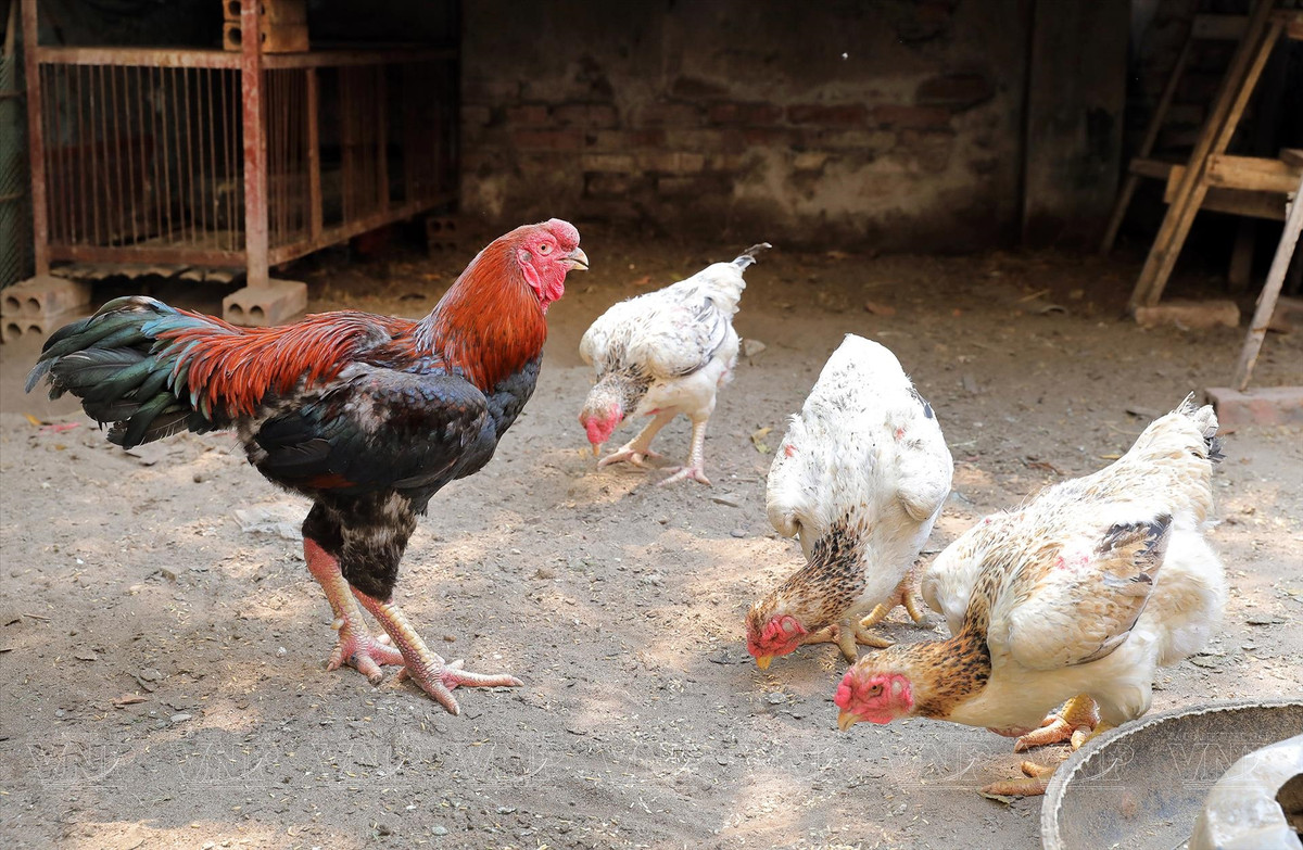 Bởi gà Hồ mang những nét dũng mãnh, kiều diễm mà các giống gà khác không thể có. Ảnh: BaoanhVietNam