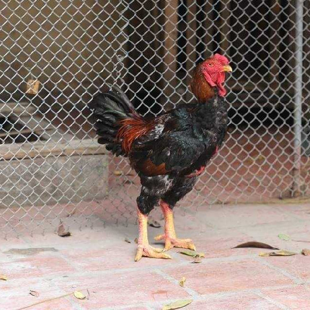 Đây giống gà to, màu sắc đẹp, thân hình cường tráng, dáng vẻ hùng dũng. Ảnh: Trai giong Thu Ha