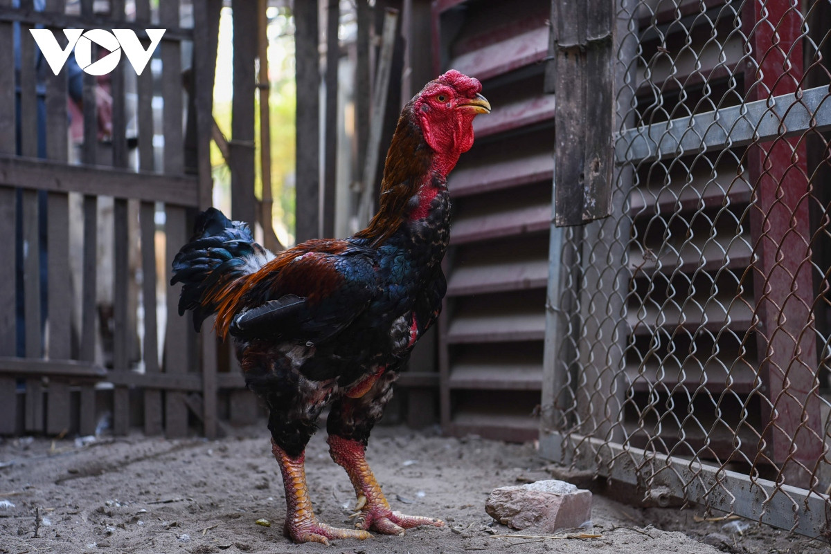  Gà Hồ là giống gà quý hiếm ở huyện Thuận Thành (Bắc Ninh). Trước đây, gà Hồ được dùng để tiến vua. Ảnh: VOV