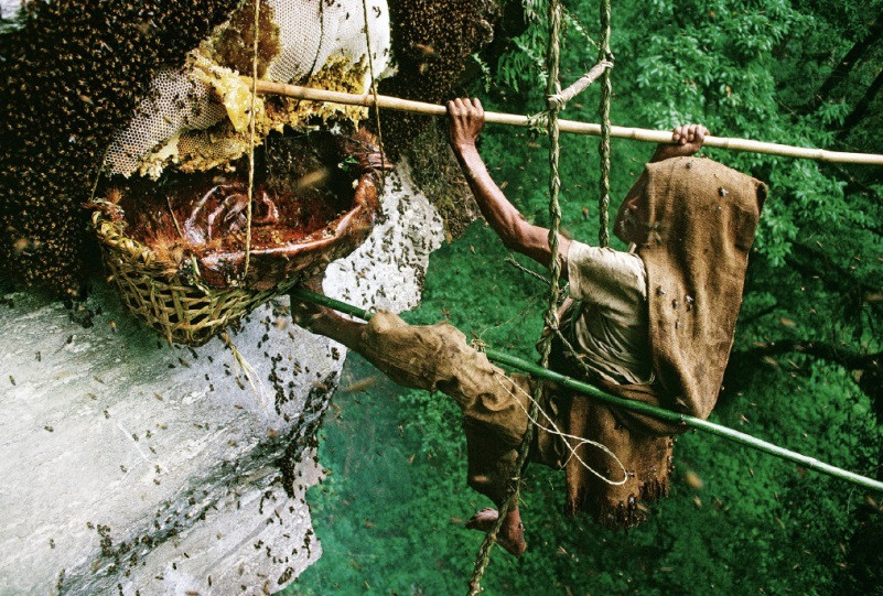 Số lượng ong ùa ra khi vỡ tổ đủ để lấp đen bầu trời. Nếu không đủ thể chất và thần kinh thép, thợ lấy mật có thể rơi xuống vực bất cứ lúc nào.