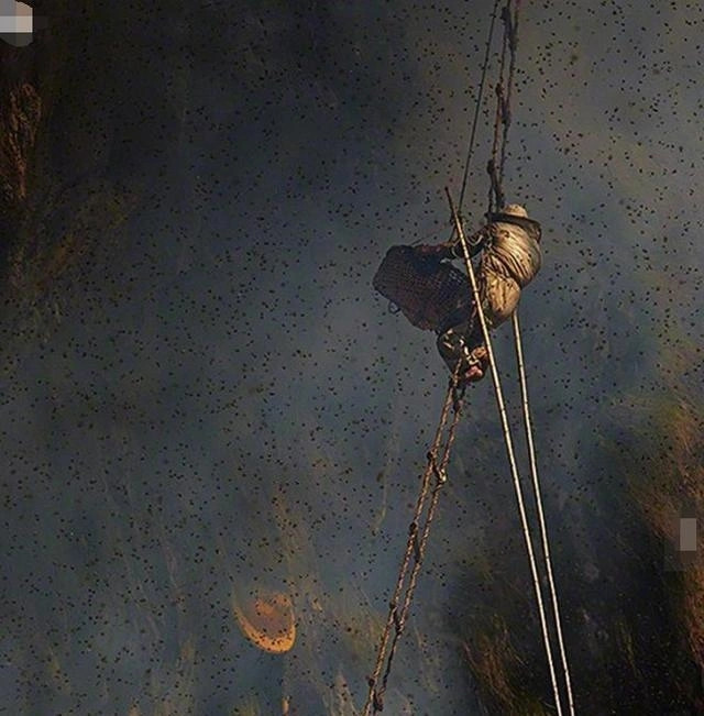 Trong quá trình lấy mật, người thợ còn thường xuyên bị ong tấn công.