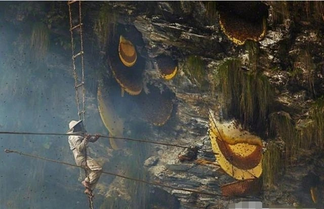 Chưa hết, quá trình “thu hoạch” mật ong Elvish rất khó khăn. Người lấy mật phải treo mình giữa vực sâu với rất ít dụng cụ bảo hộ, chỉ bao gồm một thang dây, một sợi đai đeo quanh hông.