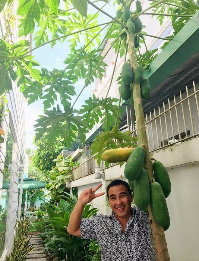 Đu đủ sai trĩu quả. Nguồn ảnh: FBNV