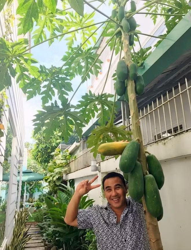 Đu đủ sai trĩu quả. Nguồn ảnh: FBNV