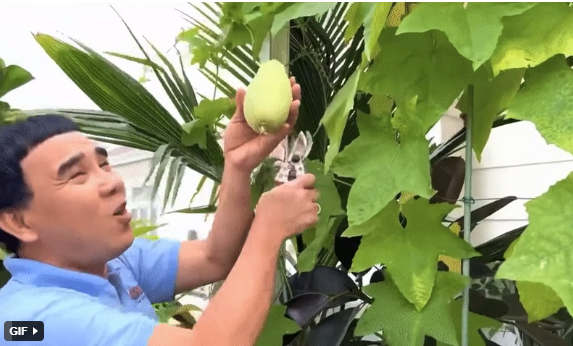 Nam MC hào hứng chia sẻ khoảnh khắc thu hoạch trái cây trong vườn nhà.
