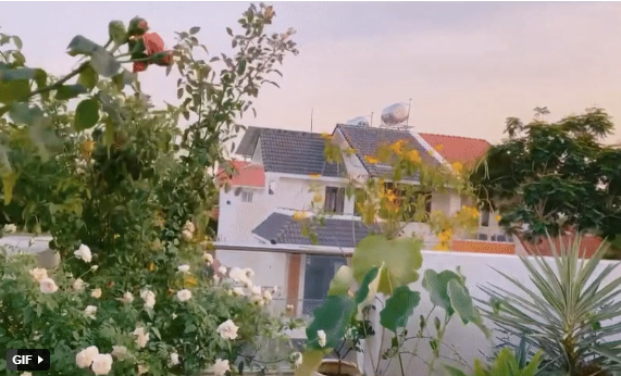 Đáng chú ý, khu vược sân thượng được vợ chồng Quyền Linh - Dạ Thảo biến thành khu vườn đủ loại cây ăn trái, rau và hoa.