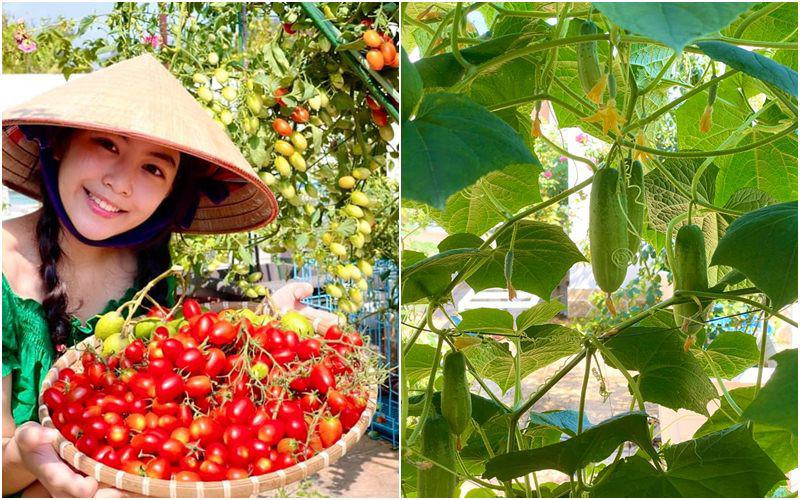 Đủ các loại rau sạch như rau muống, cà chua, dưa chuột...đảm bảo gia đình có thực phẩm sạch quanh năm.