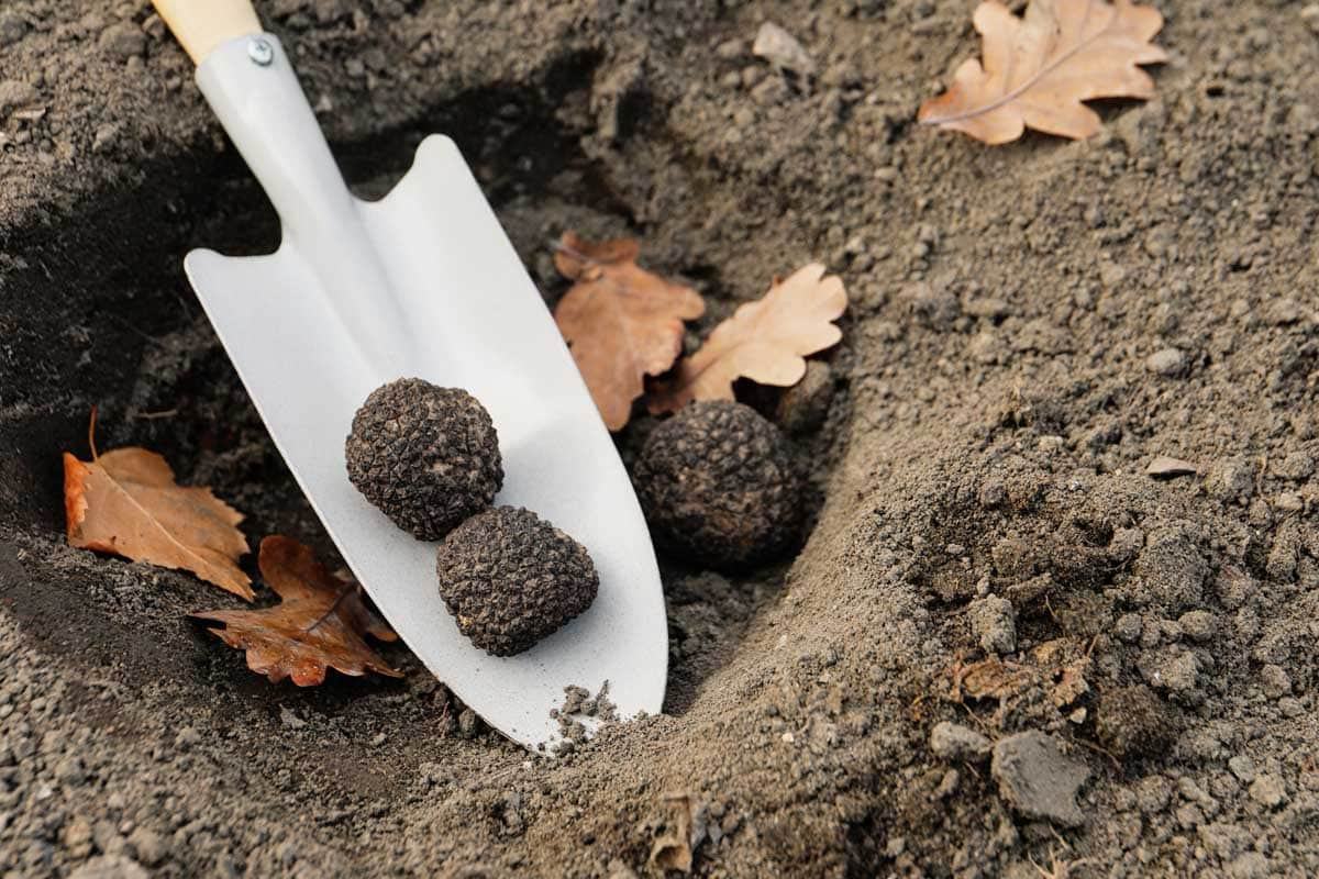 Nấm cục có được hương vị và mùi thơm đặc biệt là từ chất hóa học độc đáo của chúng. Các nhà khoa học đã phân tích thành phần hóa học của nấm cục và tìm thấy hàng trăm hợp chất thơm trong nấm cục tươi. Ảnh: Getty