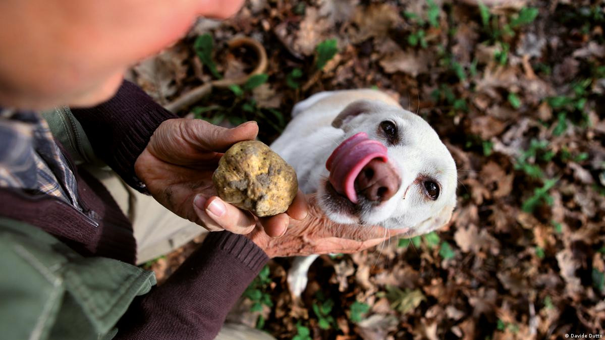 Để tìm kiếm nấm truffle, người ta cần sự giúp đỡ của lợn và chó. Tuy nhiên, lợn đôi khi có thể ăn nấm cục mà chúng tìm thấy. Ảnh: DW