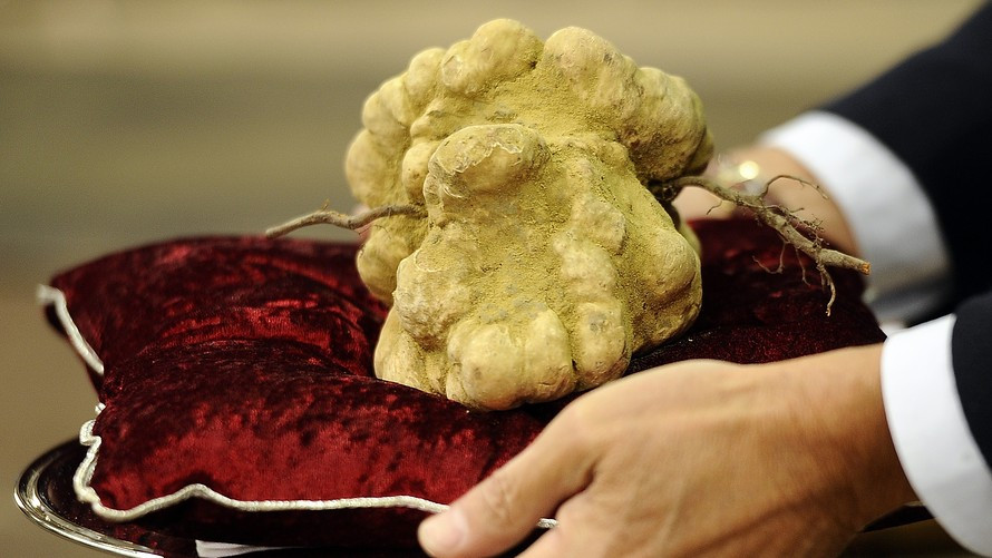 Trong số đó, nấm cục trắng của Ý (Tuber magnatum) là loại nấm cục có giá trị nhất trên thị trường. Đứng thứ hai là nấm cục đen. Ảnh: Nytimes