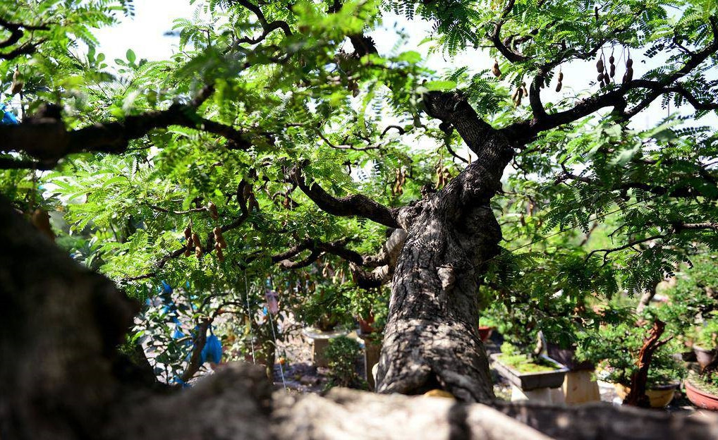Bên trên dáng cây me tạo nên một tầng mây. Ảnh: Zing