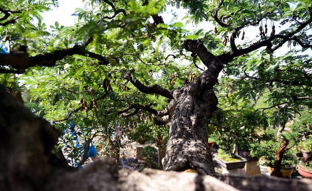 Bên trên dáng cây me tạo nên một tầng mây. Ảnh: Zing