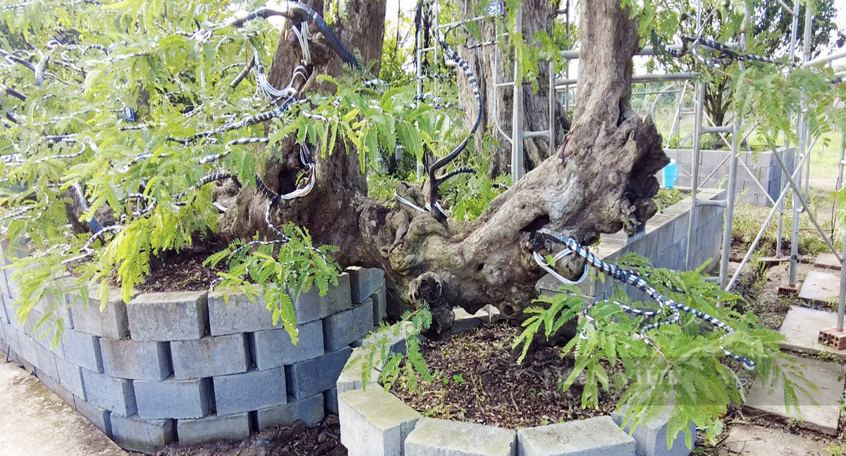 Thân cây bò đến đâu là đâm rễ tới đó, trên thân có nhiều u nần. Ảnh: Dân Việt