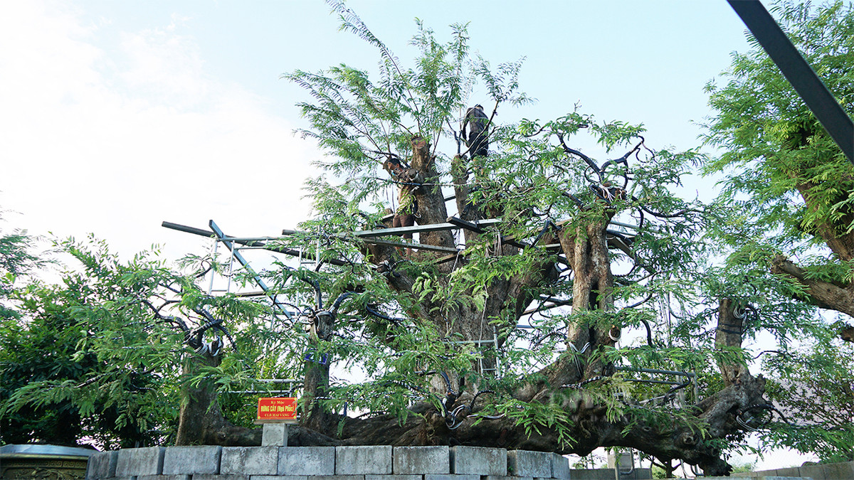 Cây me cảnh dáng thế độc được trả giá tiền tỷ không còn hiếm trong giới cây cảnh. Năm 2022, cây me 5 gốc độc lạ ở Tp.Sa Đéc, tỉnh Đồng Tháp có tuổi thọ qua 2 đời người khiến nhiều người tò mò. Ảnh: Dân Việt