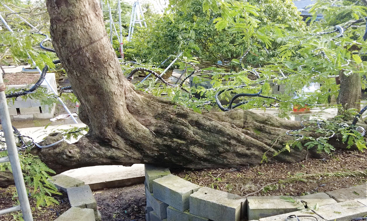 Cây me được chủ nhân rao bán với giá 1 tỷ đồng. Ảnh; Dân Việt