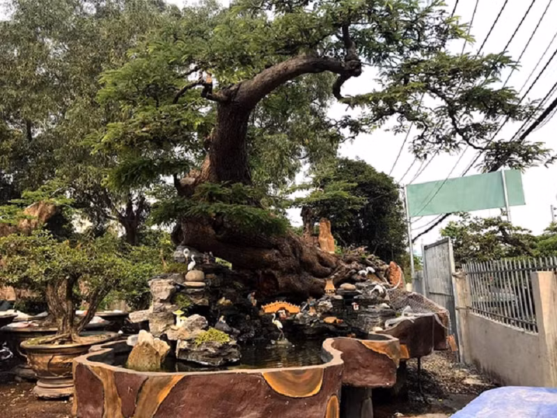 Cây me trăm tuổi có dáng thế "khủng" được nghệ nhân vận chuyển từ Campuchia về. Ngay từ đầu, cây đã có dáng nghiêng, tán lá xum xuê, thân cây to chắc. Ảnh: Người đưa tin