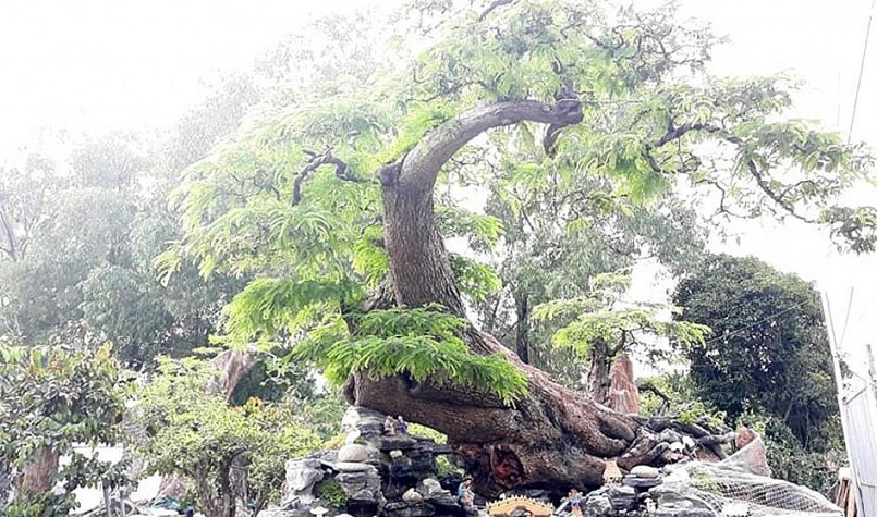 Cây me trăm tuổi "dáng rồng bay" độc lạ thu hút nhiều người đến chiêm ngưỡng. Ảnh: Thuonghieusanpham