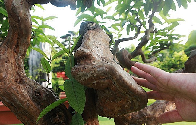 Có lẽ do đặc điểm này mà có người trả đến tiền tỷ nhưng chủ nhân vẫn quyết không bán. Ảnh: Thuonghieusanpham