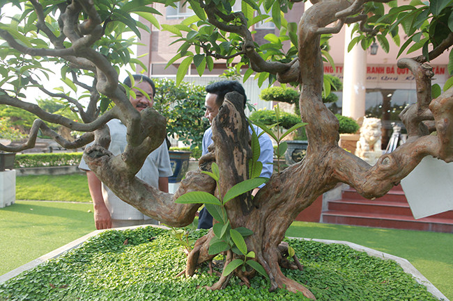 Cái u kỳ quái phá cách làm cho tác phẩm ổi bonsai vượt ra khỏi sự phát triển chân phương của cây ổi vốn gần gũi với bao người. Ảnh: Dân Việt