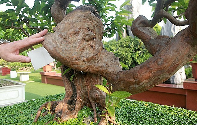 Ông Lê Văn Dũng (TP. Sông Công, Thái Nguyễn) nổi danh trong làng cây cảnh với khu vườn trưng bày những siêu phẩm tiền tỷ. Trong đó có một cây ổi siêu dị, được đặt tên "Tể tướng Lưu gù". Ảnh: Thuonghieusanpham