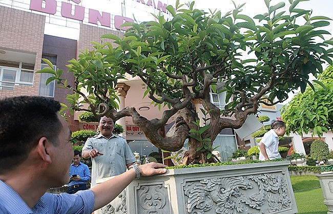 Theo tiết lộ, tác phẩm ổi "Lưu gù" cũng đã nói lên phần nào cuộc đời đầy sương gió của chủ nhân. Anh đã trải qua nhiều đau khổ mới có thành quả ngày hôm nay. Ảnh: Thuonghieusanpham