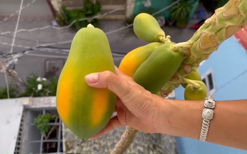 Nữ MC thu hoạch được 6-7 trái đu đủ đã ngả màu vàng, chừa lại những trái vẫn còn xanh. Ảnh chụp màn hình