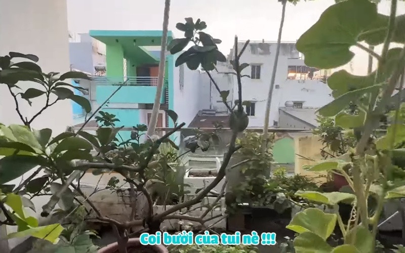 Ngoài đu đủ, sân thượng nhà MC Cát Tường còn trồng cả bưởi. Ảnh chụp màn hình