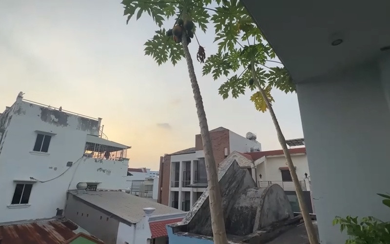 Cựu người dẫn chương trình "Bạn Muốn Hẹn Hò" cho biết đu đủ ăn rất ngọt nhưng giờ nó cao quá, không biết hái bằng cách nào. Ảnh chụp màn hình