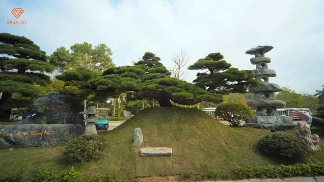 Dáng cây như một con thuyền được gia chủ gọi là soái hạm.