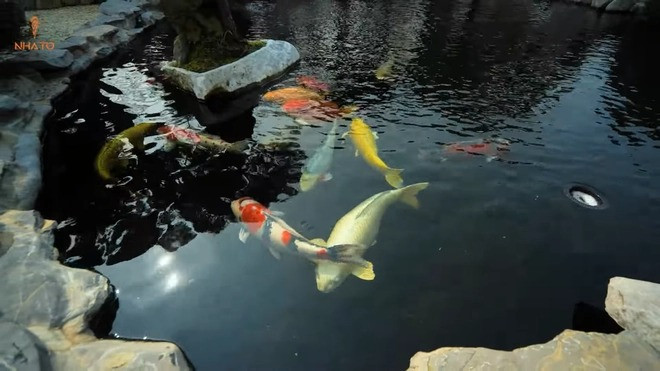Hồ cá Koi đầy sắc màu.