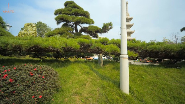 Đáng chú ý, trong khu vườn còn có cây nổi bật với chiều dài gần 12m, phải có trụ đỡ mới đứng vững.