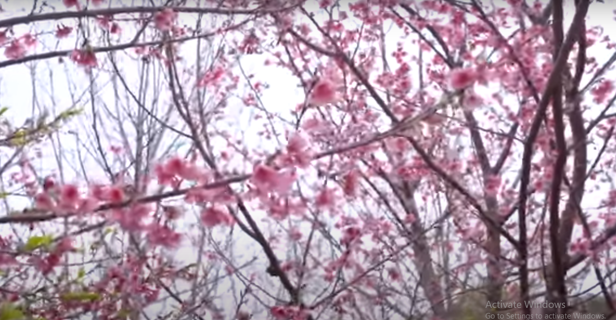 Ngoài thông Nhật, khuôn viên biệt thự của Phó Chủ tịch FPT còn có khu vườn anh đào đẹp mắt.