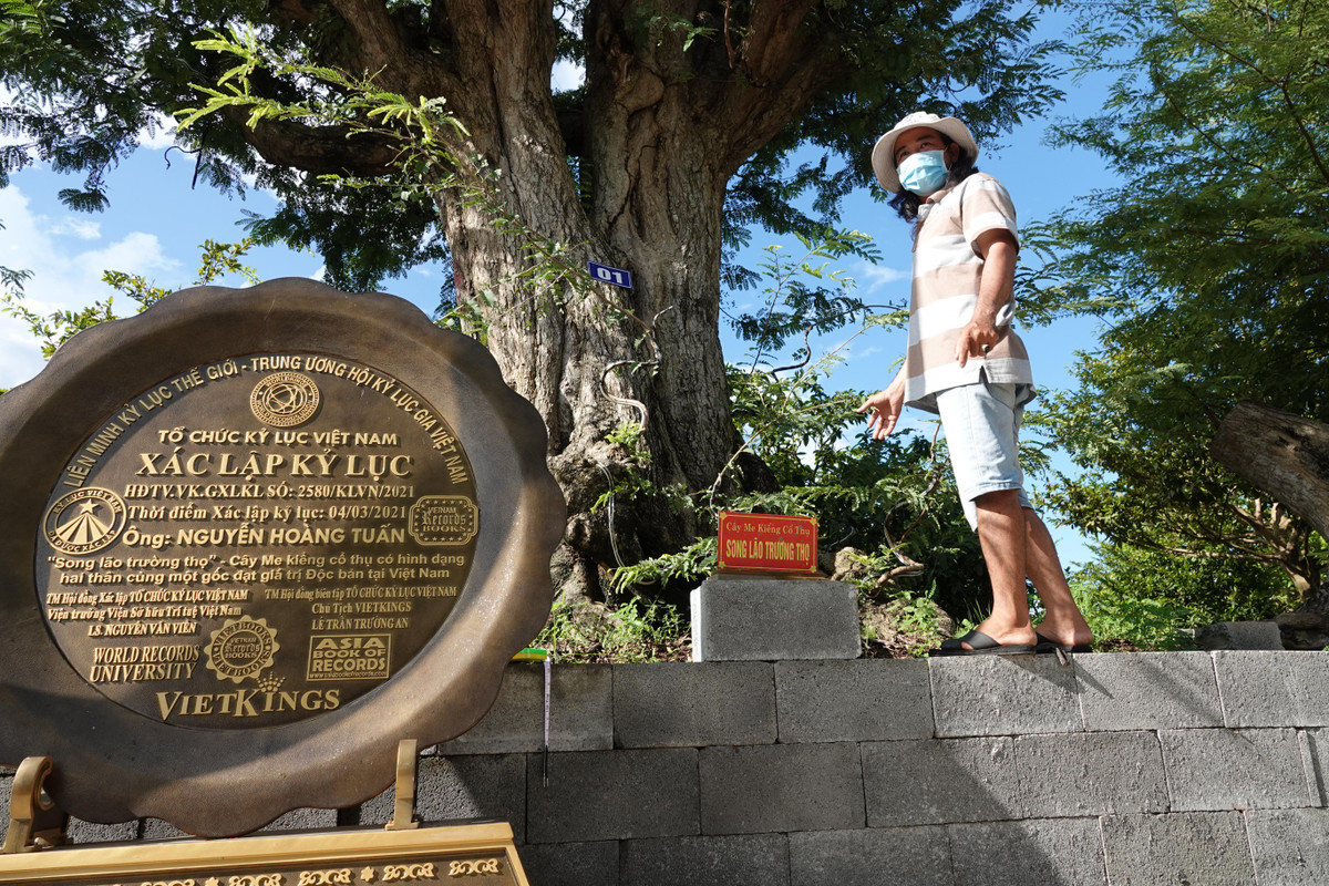 Trong đó, nổi bật nhất là cây "Song lão trường thọ". Cây me này được Tổ chức kỷ lục Việt Nam xác lập kỷ lục cây me đạt giá trị độc bản tại Việt Nam. Ảnh: Người đưa tin