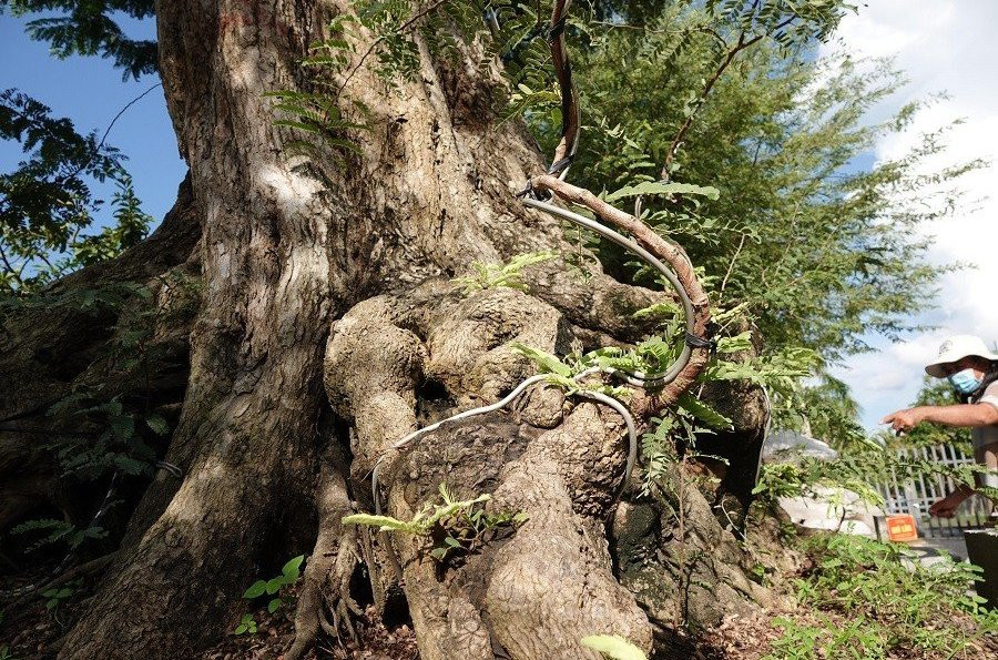 Thông thường cây me mọc thẳng đứng hoặc mọc nghiêng rất hiếm có cây nào mọc ngang và dài đến thế. Vì độc lạ như thế nên anh Tuấn quyết phải sở hữu cây me cổ thụ "Song lão trường thọ". Ảnh: Người đưa tin