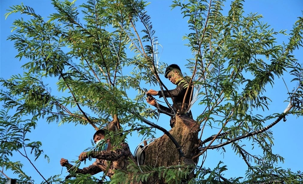 Theo anh Tuấn, mỗi tác phẩm me kiểng cổ anh chỉnh từ 5 đến 7 năm mới hoàn thế cho cây. Ảnh: Dân trí