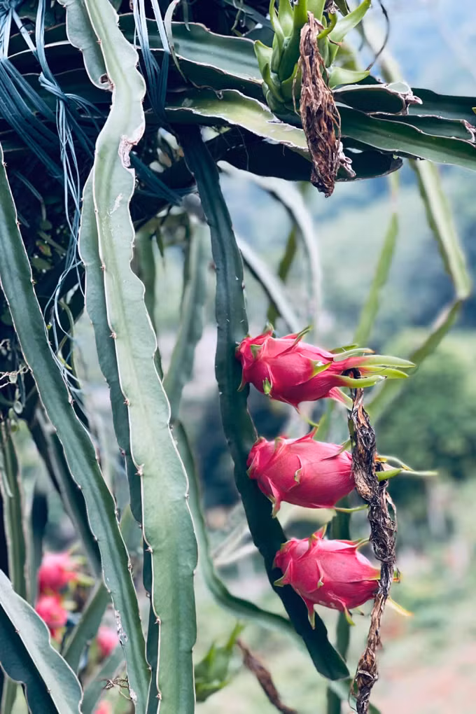 Thanh long chín đỏ một góc vườn khi mùa hè đến.