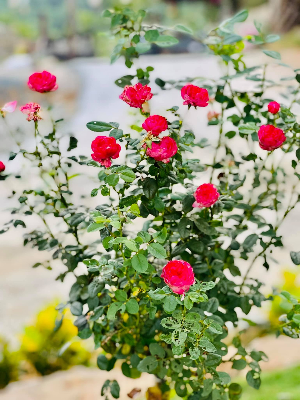 Phạm Phương Thảo trồng hơn 500 cây hoa Tường Vy trong vườn. Cô hy vọng những năm tiếp theo khu vườn sẽ "đẹp nhất làng". Nguồn ảnh: FBNV