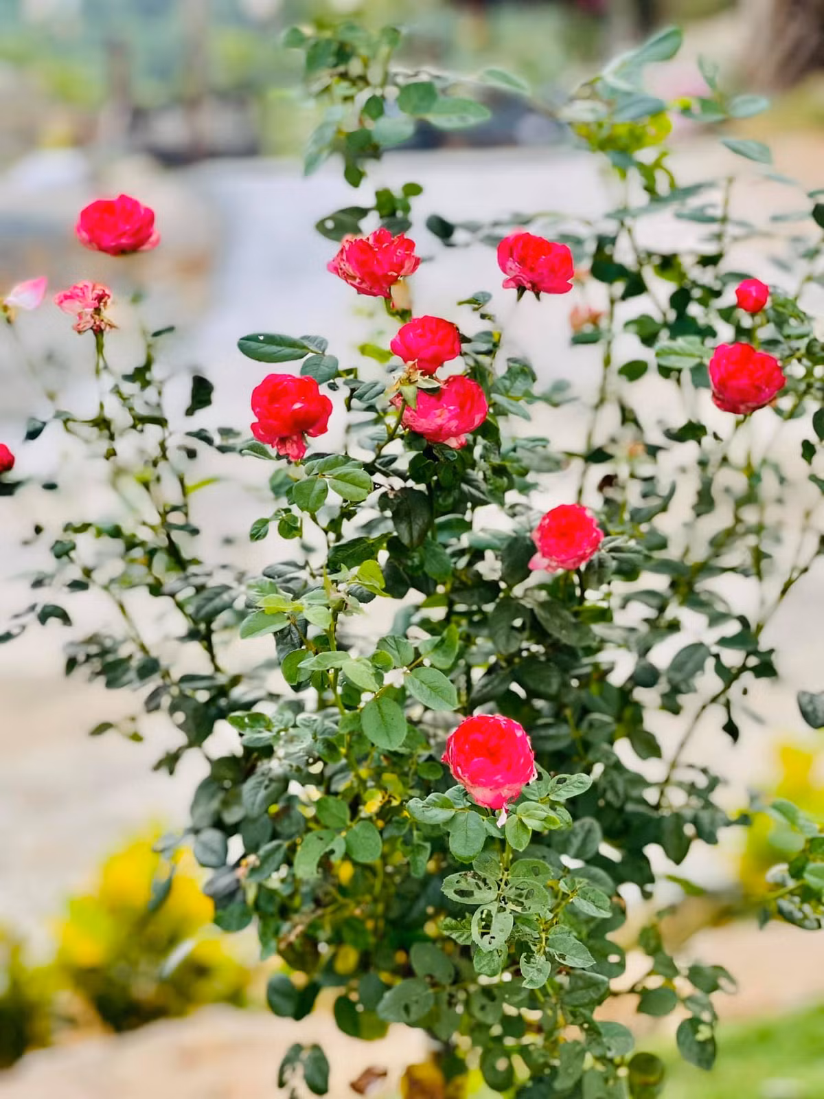 Phạm Phương Thảo trồng hơn 500 cây hoa Tường Vy trong vườn. Cô hy vọng những năm tiếp theo khu vườn sẽ "đẹp nhất làng". Nguồn ảnh: FBNV